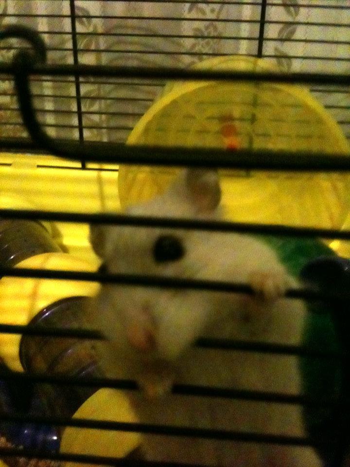 OZZY - 31/03/2012