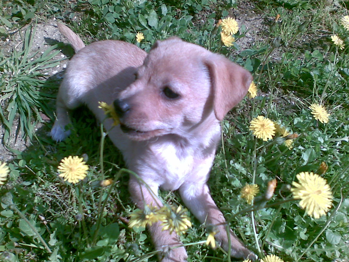 PAMELA - 31/03/2012