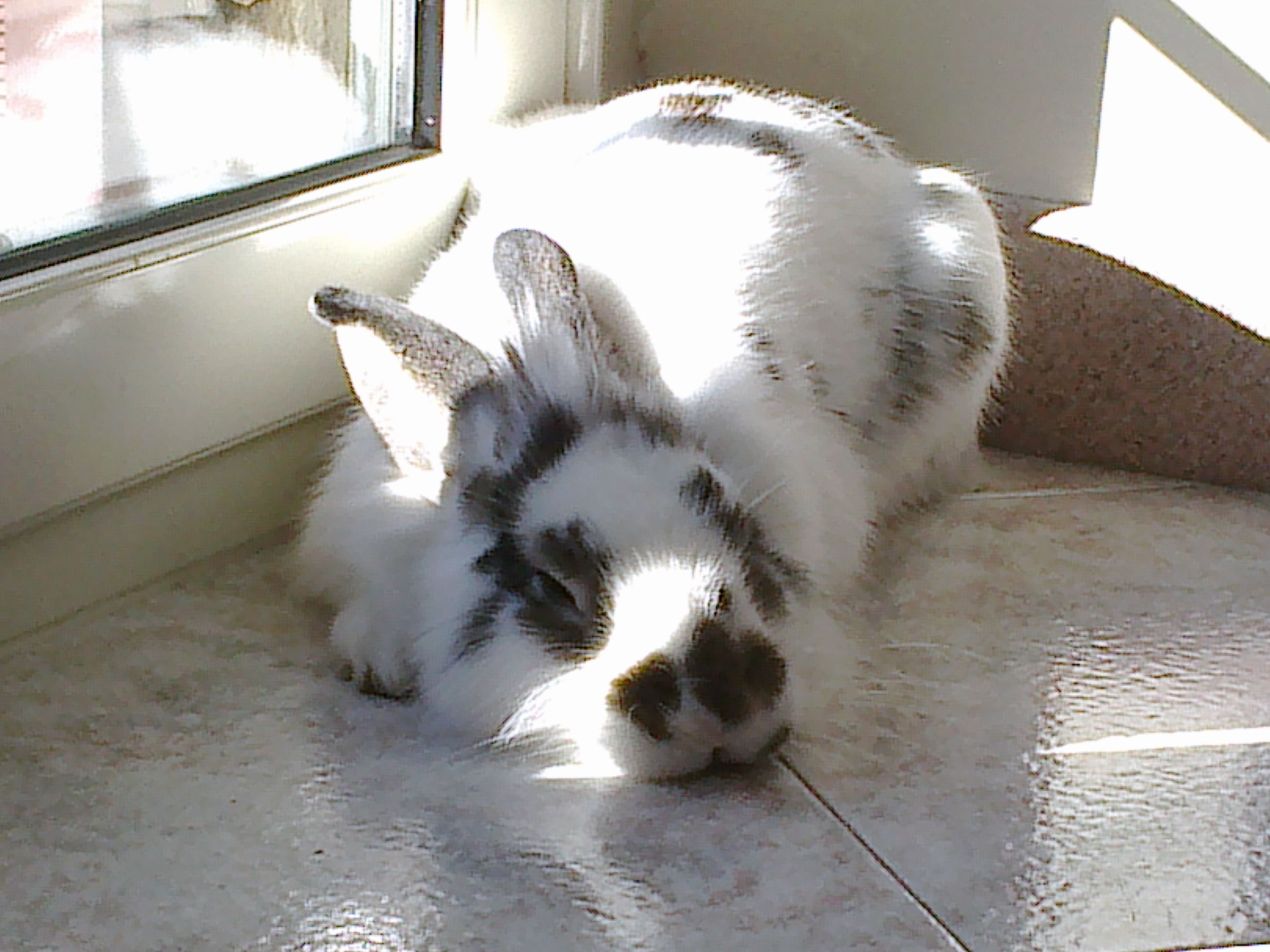 PEPPE - 31/03/2012