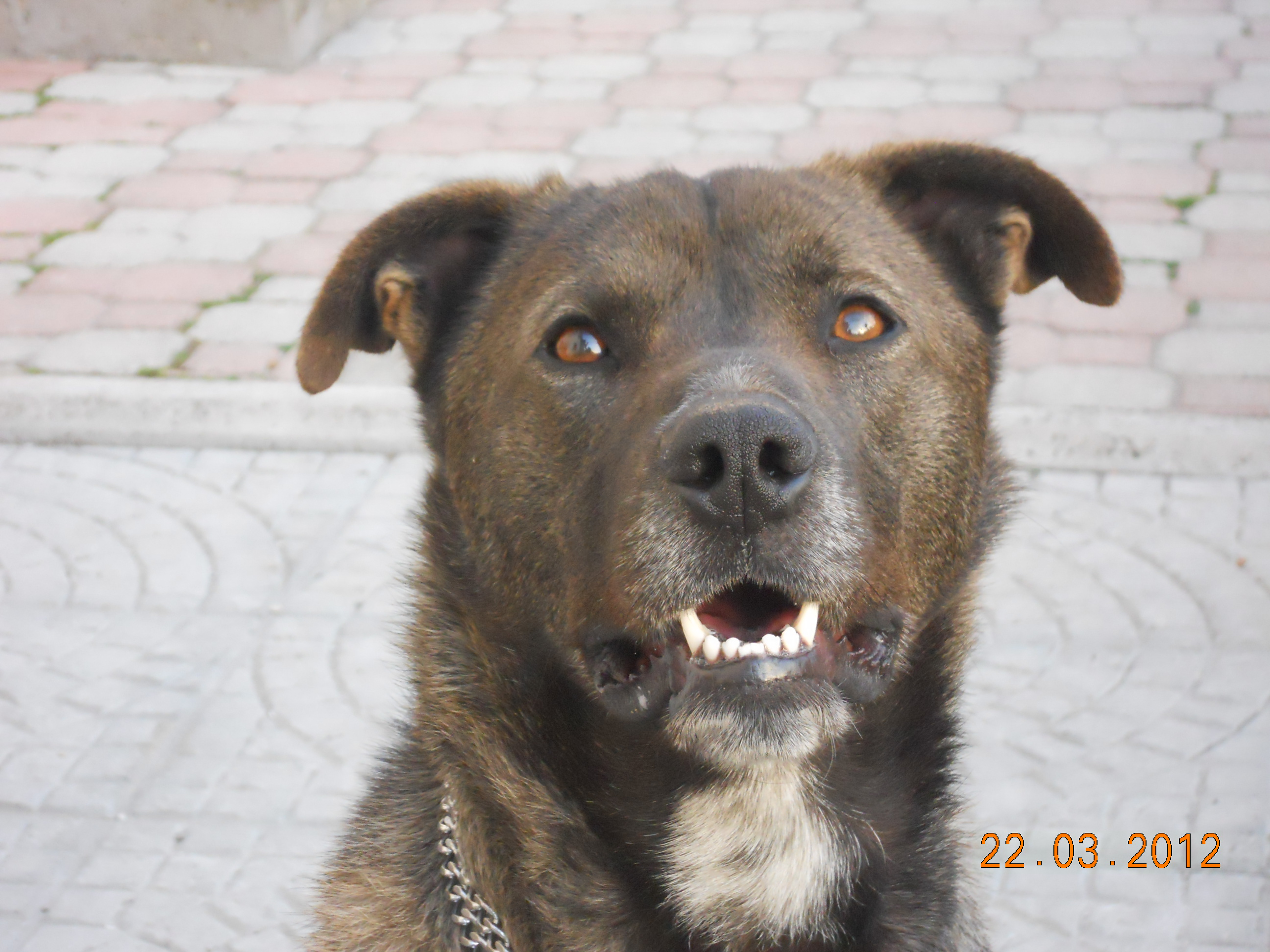 RAMBO - 31/03/2012