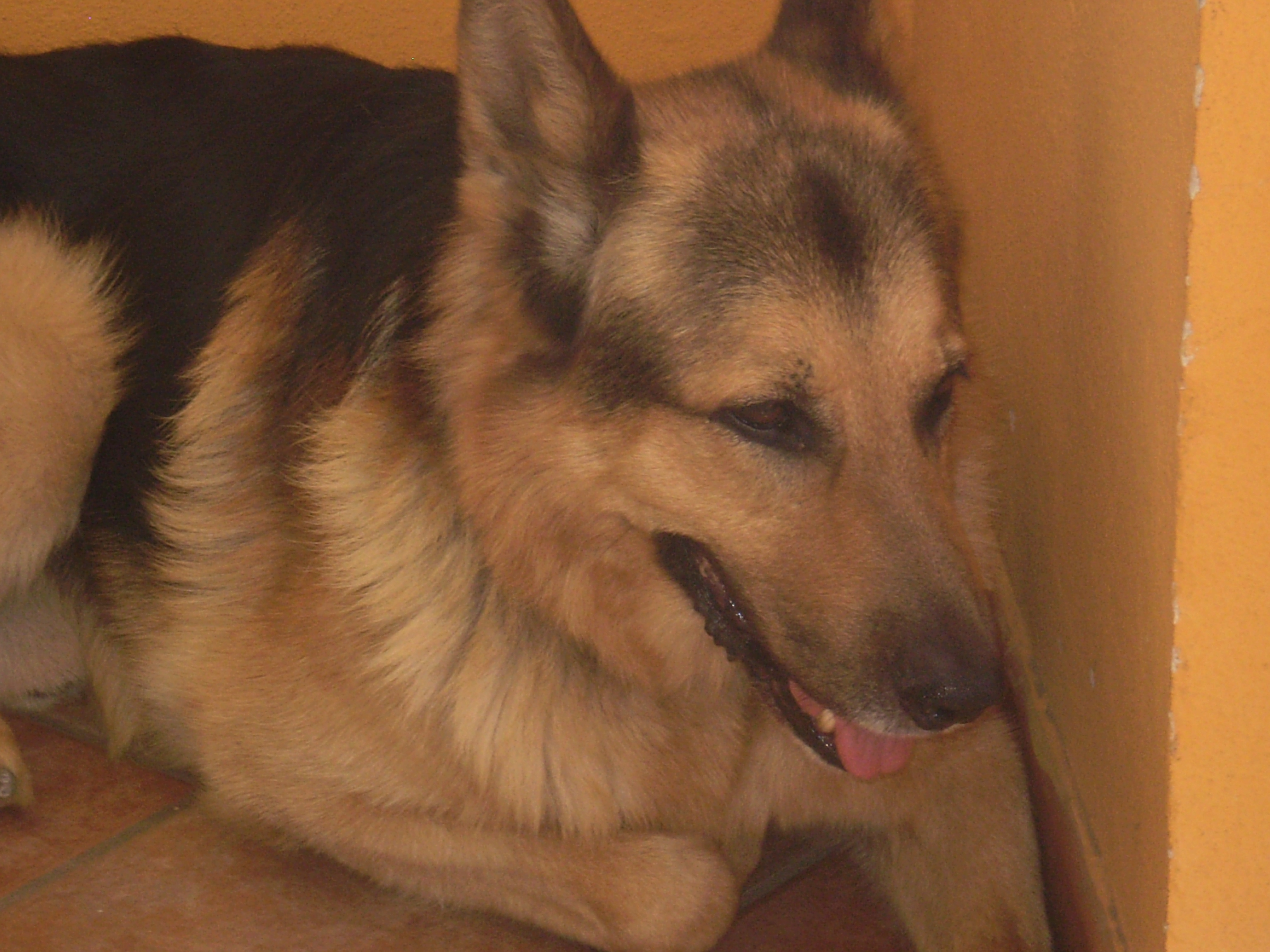 RINGO - 31/03/2012