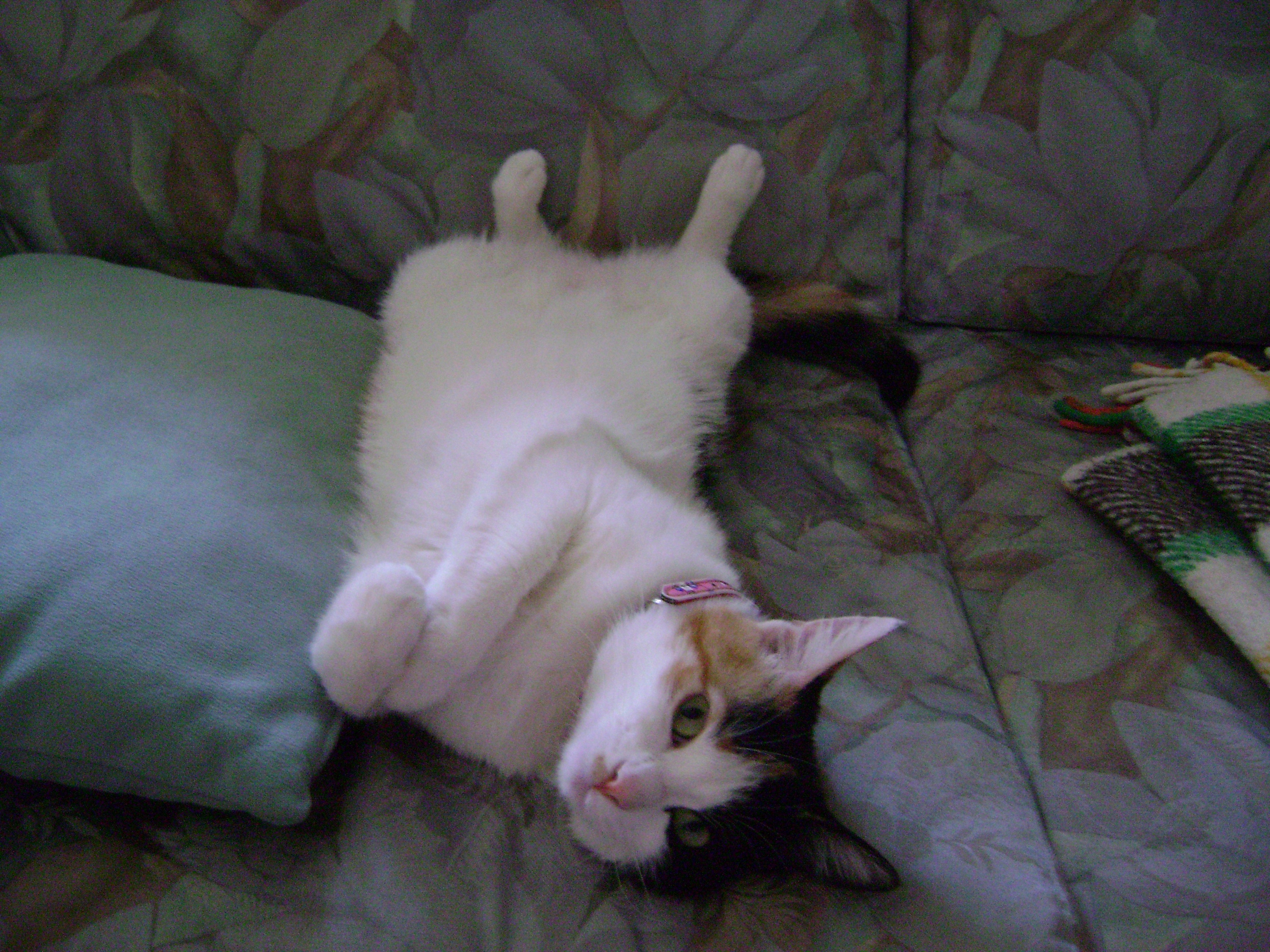 STELLINA - 31/03/2012