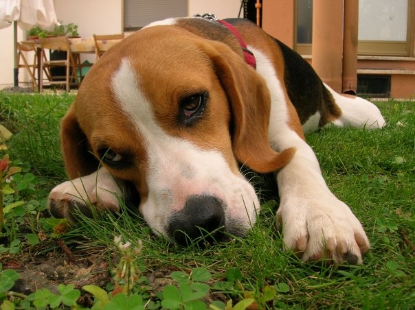 TOBY - 31/03/2012