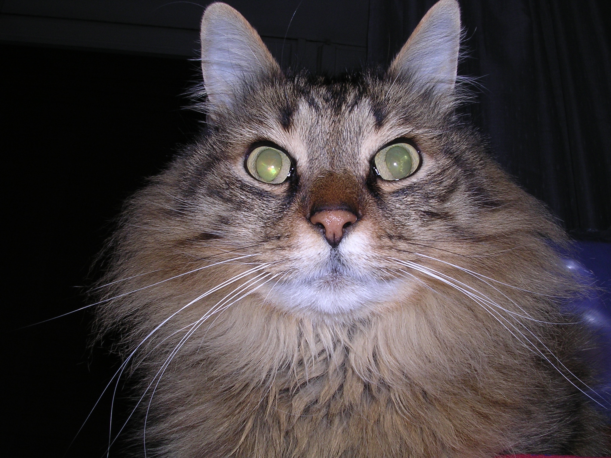 TRUDI - 31/03/2012