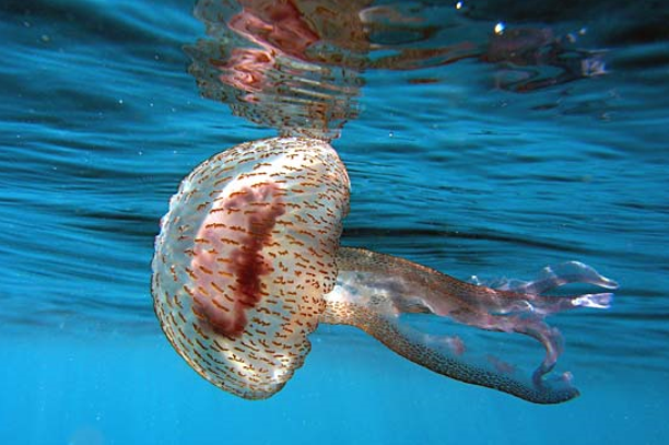 I mari italiani sempre più invasi da meduse pericolose: Ecco perchè - 16/07/2013