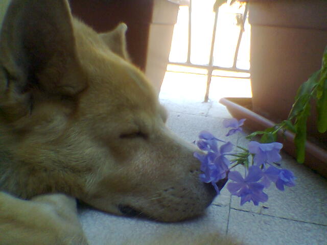 WILLIE - 31/03/2012