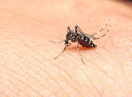 COME CREARE IN CASA UN REPELLENTE PER LE ZANZARE - ECCO COME - 31/07/2013