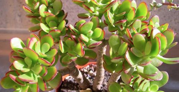 METTI QUESTA PIANTA NELLA TUA CASA, IL MOTIVO E' INCREDIBILE - 16/12/2015