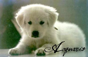 Il tuo segno zodiacale per ogni cucciolo: ACQUARIO - 17/04/2012