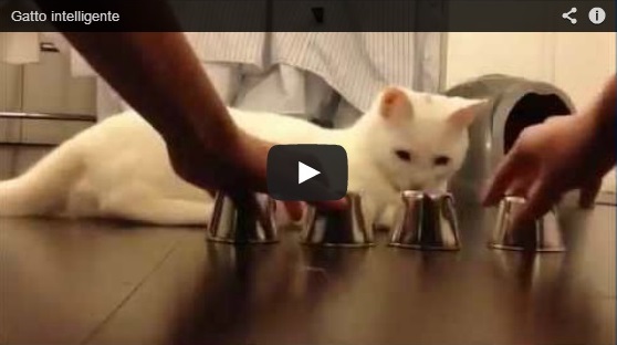IL GATTO SUPER INTELLIGENTE CHE STA FACENDO IMPAZZIRE IL WEB - GUARDA IL VIDEO - 07/04/2013
