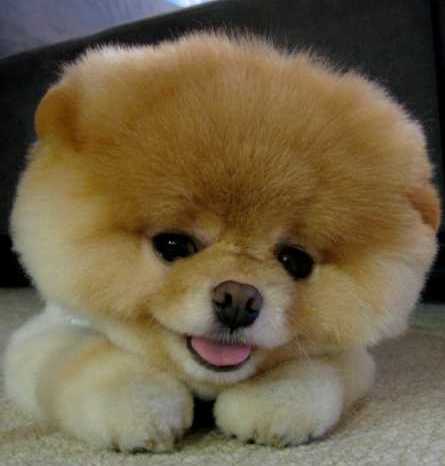 BOO: ECCO IL CANE PIU' FAMOSO DEL WEB - FOTO - 07/10/2014