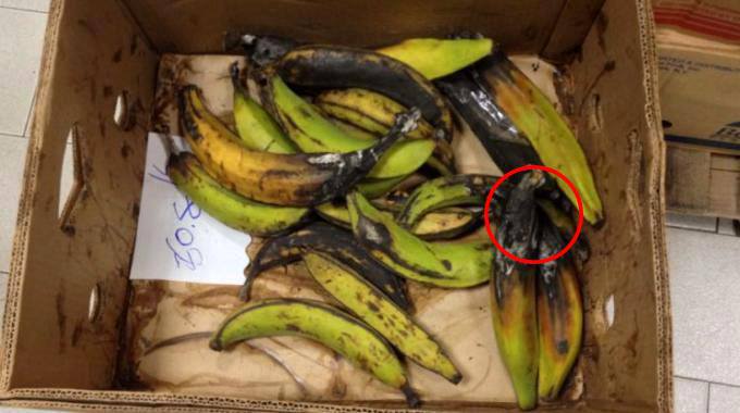 SHOCK AL SUPERMERCATO LIDL: ''TROVA UNA TARANTOLA NEL SACCO DI BANANE - FOTO - 18/07/2013