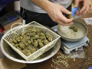 CANNABIS: ''SI ALLA COLTIVAZIONE E ALLA CESSIONE DI PICCOLE QUANTITA''' - 17/07/2013