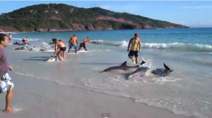 Il video dei bagnanti che salvano i delfini spopola sul web - 29/04/2013