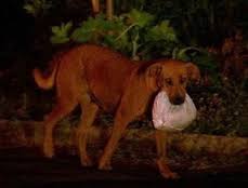 Il cane generoso che commuove il web - VIDEO - 08/04/2013