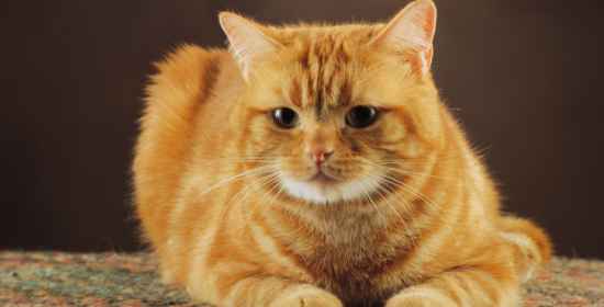 Gatti: il loro cervello è superiore a quello umano - Ecco il perchè - 17/07/2013