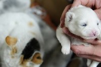 UNA GATTA CHE HA PARTORITO UN CUCCIOLO DI CANE - 09/02/2014