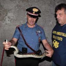 PAURA A ROMA, RITROVATI DUE PITONI  IN STRADA: UNO È ANCORA LIBERO - FOTO - 25/09/2012