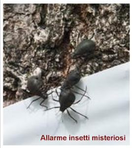 Allarme insetti misteriosi, Provocano piccole ferite sanguinati e già sono dieci vittime - FOTO - 02/05/2013