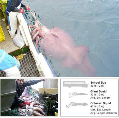 Avvistato per la prima volta un 'Kraken' vivo, a 640 m di profondità - FOTO - 13/03/2013