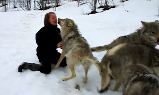 LE COCCOLE DEI LUPI - IL VIDEO CHE COMMUOVE IL WEB - 10/04/2013