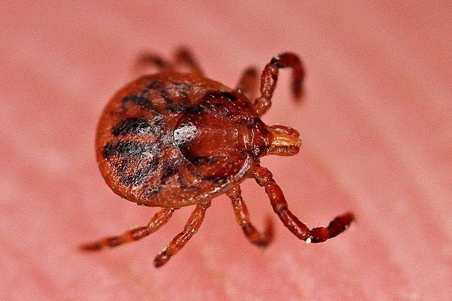 MALATTIA DI LYME: ARRIVA UN NUOVO BATTERIO, ATTENTI AL CONTAGIO. ECCO I SINTOMI - 04/01/2017