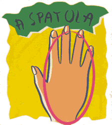 Er significato delle forme della mano: Spatola - 14/04/2012