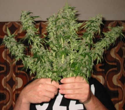 FA ARRESTARE I SUOI GENITORI PERCHE' FUMAVANO MARIJUANA IN CASA - 24/07/2014