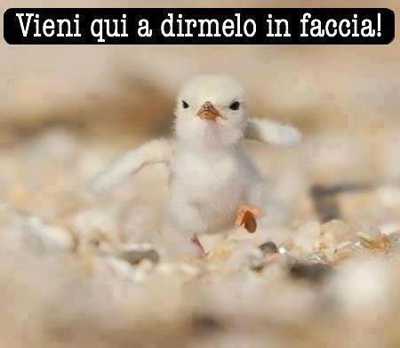 Immagine Divertente - 03/03/2013