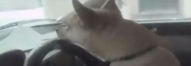 CHIHUAHUA ALLA GUIDA TAMPONA AUTO IN SOSTA: L'AUTISTA: ''HO CREDUTO DI ESSERE PAZZA'' - VIDEO - 14/01/2014