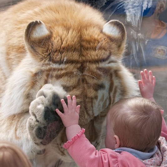 BIMBA ''ABBRACCIA'' UNA TIGRE. ECCO LA FOTO CHE HA SPOPOLATO SUL WEB - 20/08/2014