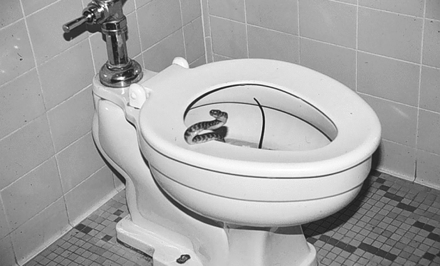 INCREDIBILE: UOMO MORSO AI GENITALI DA UN SERPENTE MENTRE ERA SUL WATER - 05/11/2013