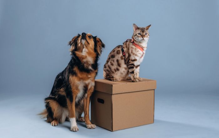 Trasporto Animali USA: Normative Aggiornate e Compagnie Autorizzate - 14/05/2025