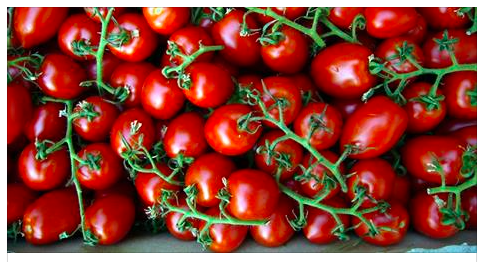 ALLARME SALUTE: POMODORI VELENOSI DAL MAROCCO SULLE NOSTRE TAVOLE. ECCO COME RICONOSCERLI - 02/02/2016