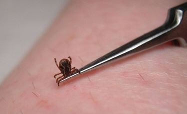 Allarme per la zecca killer anche in Italia. Rischio meningoencefalite - FOTO - 27/06/2013
